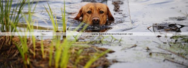 Fox Red Lab | Puppies for Sale | Balsam Branch Kennel | Wisconsin