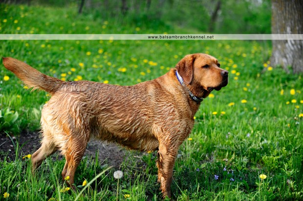 Fox Red Lab | Puppies for Sale | Balsam Branch Kennel | Wisconsin