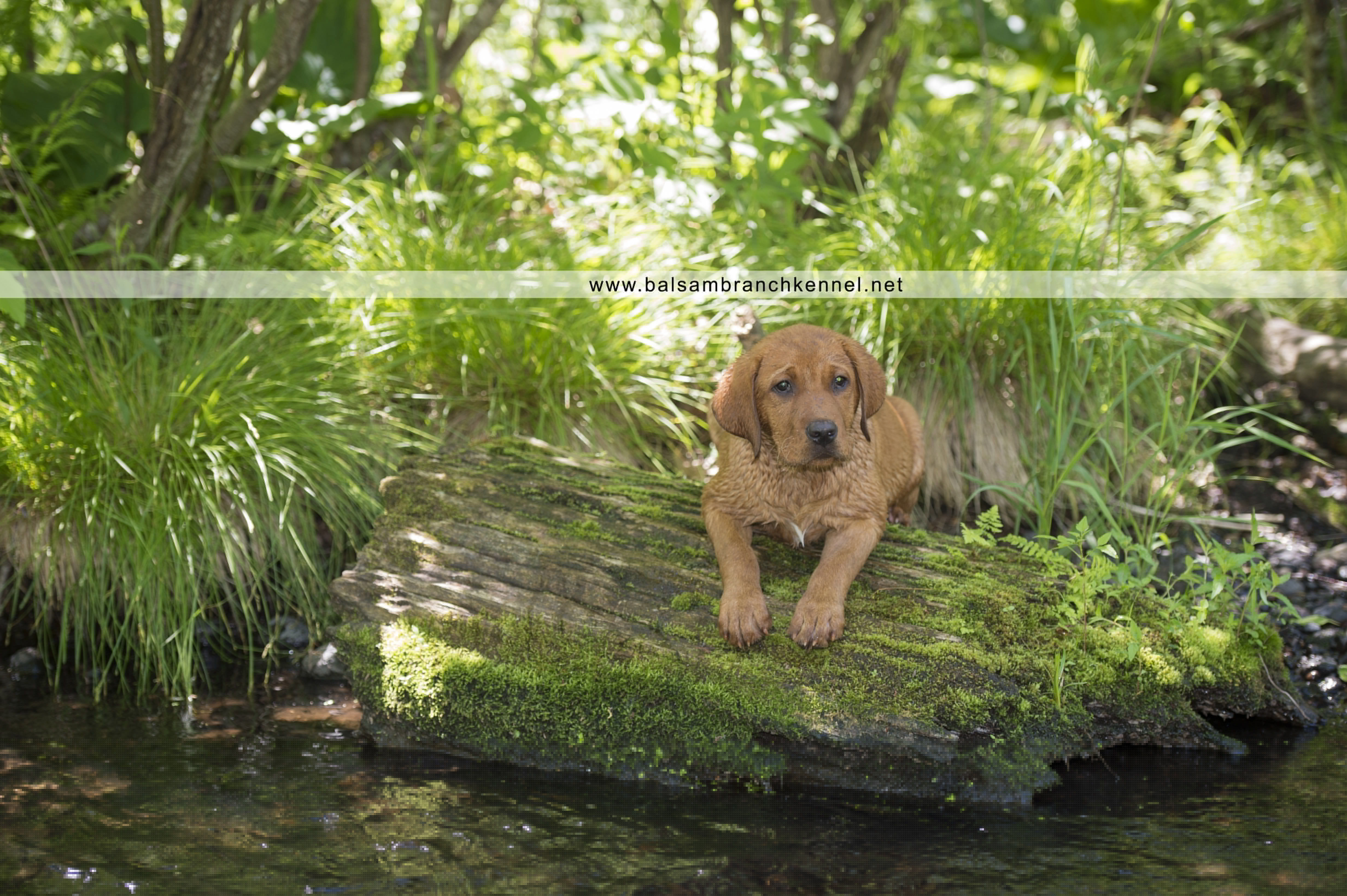 fox red lab balsam branch kennel o4