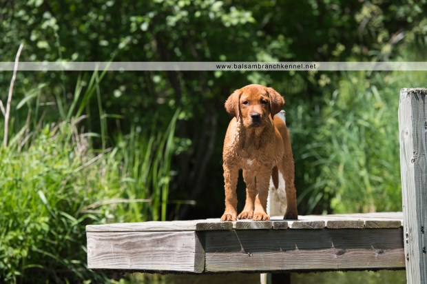 fox red lab balsam branch kennel o5