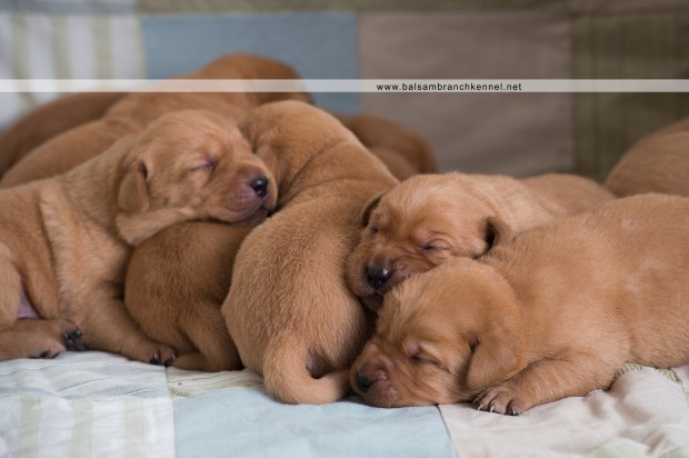 Fox Red Lab Puppies For Sale Balsam Branch Kennel 1.5 week old
