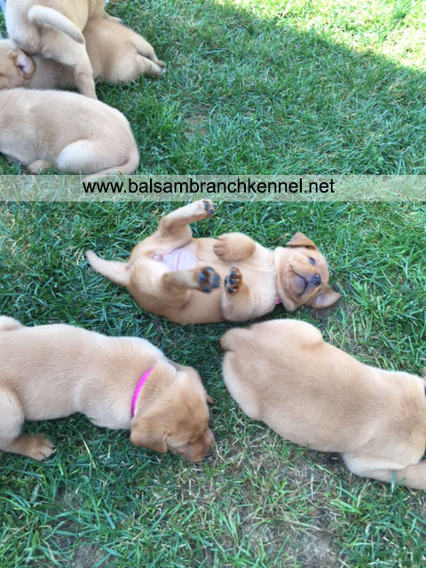 English Fox Red Labrador Puppies For Sale 01