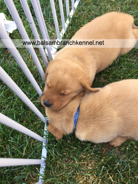 English Fox Red Labrador Puppies For Sale 02