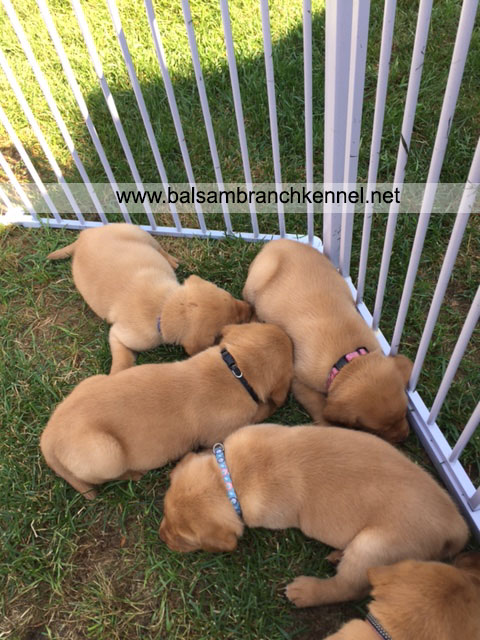 English Fox Red Labrador Puppies For Sale 03