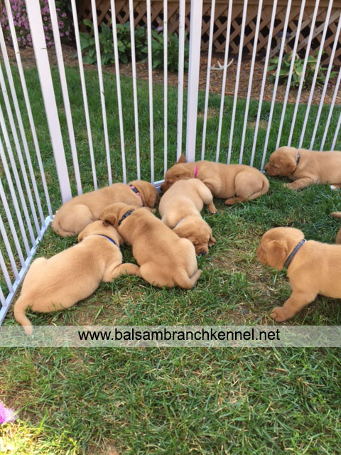 English Fox Red Labrador Puppies For Sale 04