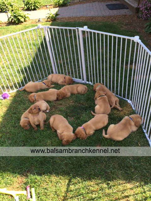 English Fox Red Labrador Puppies For Sale 06