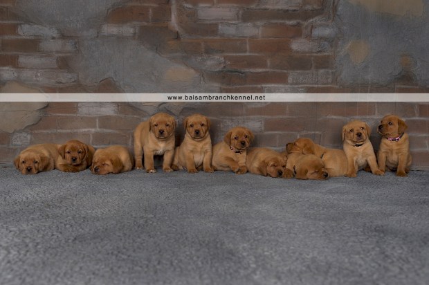 Fox Red Lab Teaka Balsam Branch Kennel Puppies4wk copy