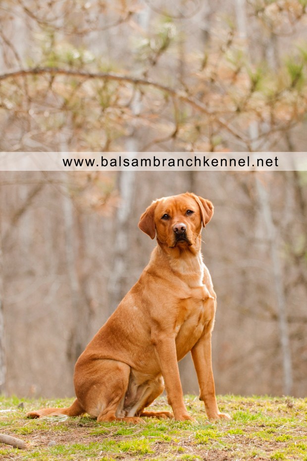 Fox Red Labrador Balsam Branch Kennel Roxy