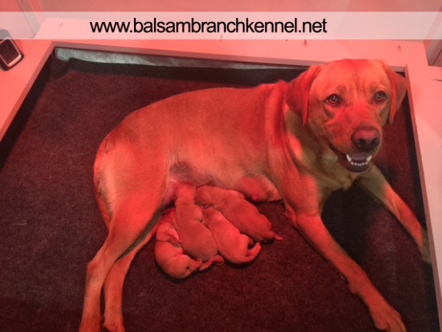 Fox Red Labrador Puppies Balsam Branch Kennel Roxy