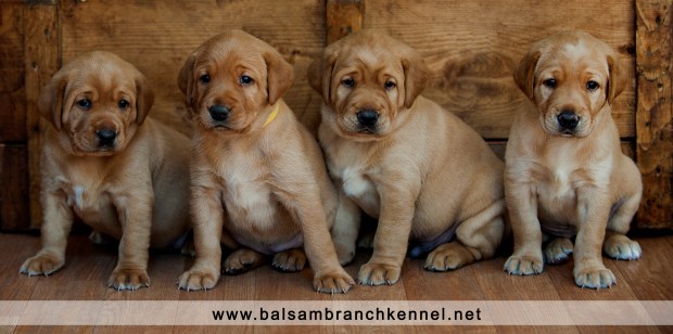 Fox Red Lab Balsam Branch Kennel 2016 RM 4 weeks