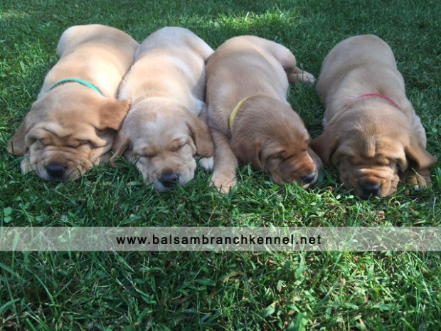 Fox Red Labrador Puppies for Sale 5 Weeks Balsam Branch Kennel RM2