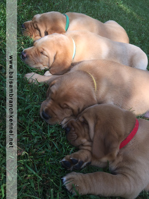 Fox Red Labrador Puppies for Sale 5 Weeks Balsam Branch Kennel RM3