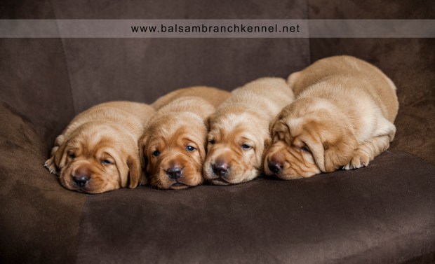 fox red labrador puppies for sale wi mn rm 2wk copy