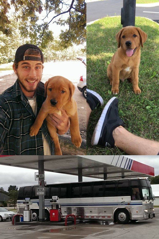 aspen-fox-red-lab-td