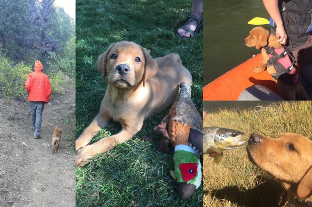 balsam-branch-kennel-fox-red-lab-clifford-td