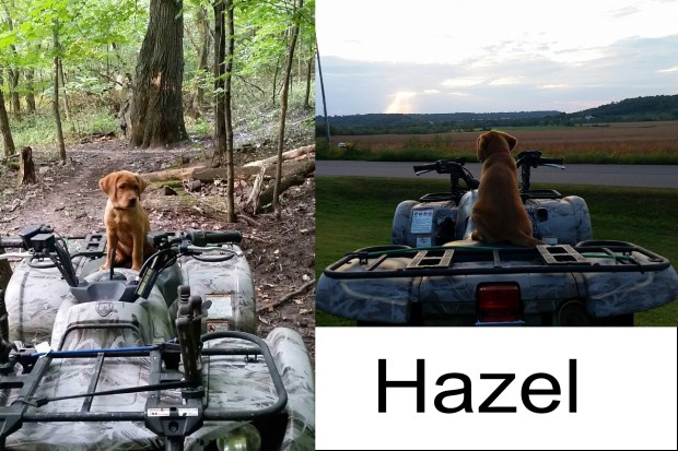 balsam-branch-kennel-fox-red-lab-hazel-td