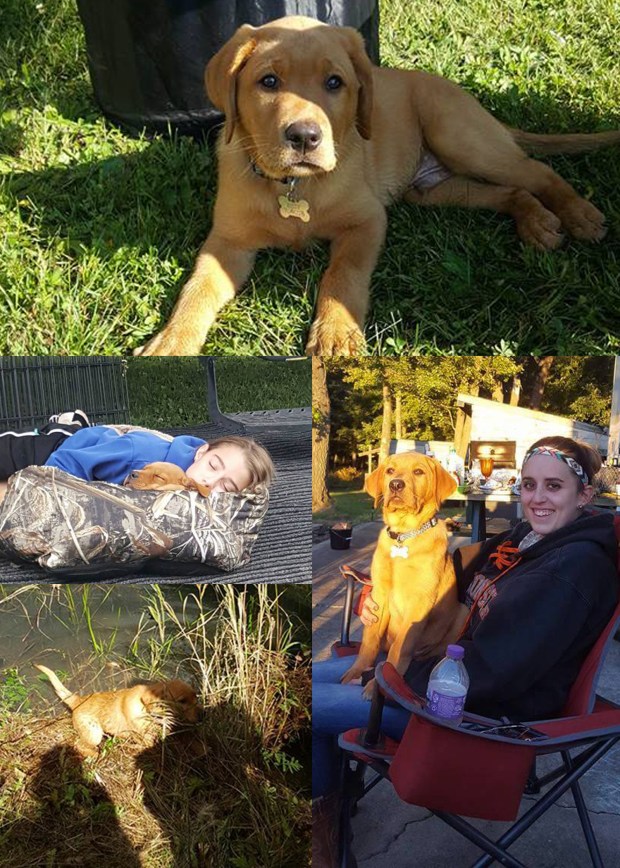 rusty-fox-red-lab-td