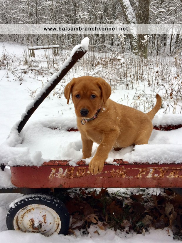 fox-red-lab-balsam-branch-kennel-welcomes-kimber
