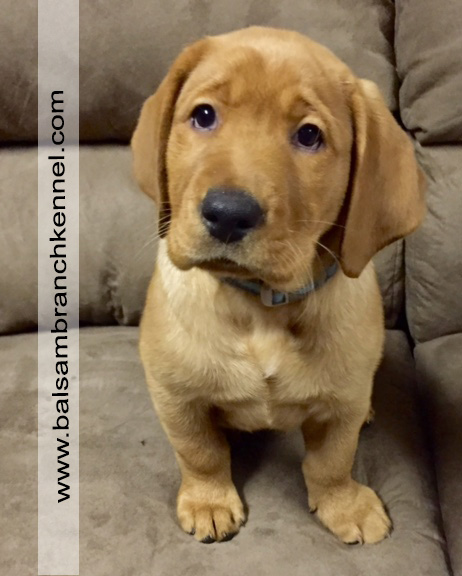 balsam-branch-kennl-blue