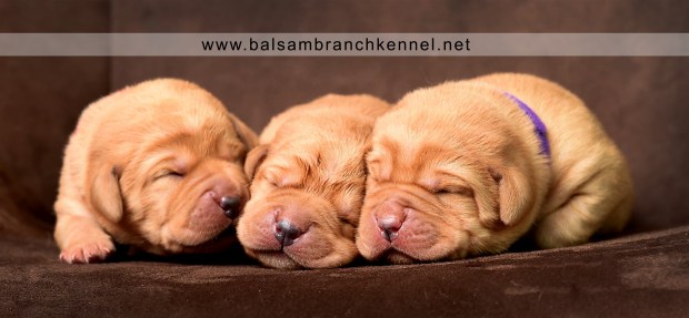 fox-red-lab-balsam-branch-kennel-tr-1-week-girls