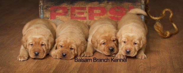 fox-red-lab-puppies-balsam-branch-kennel-trb-3wks-males-bbk