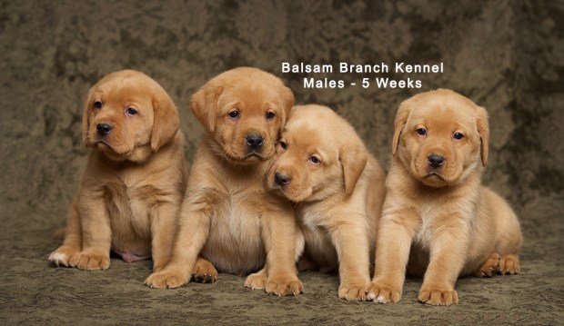 fox-red-lab-puppies-balsam-branch-kennel-trb-5wks-males