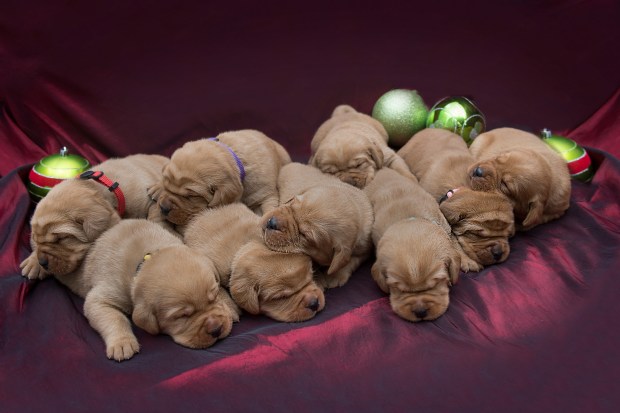 BBK Fox Red Lab Puppies For Sale TO 17 FM