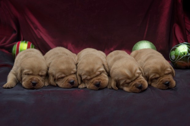 BBK Fox Red Lab Puppies For Sale TO 2w M