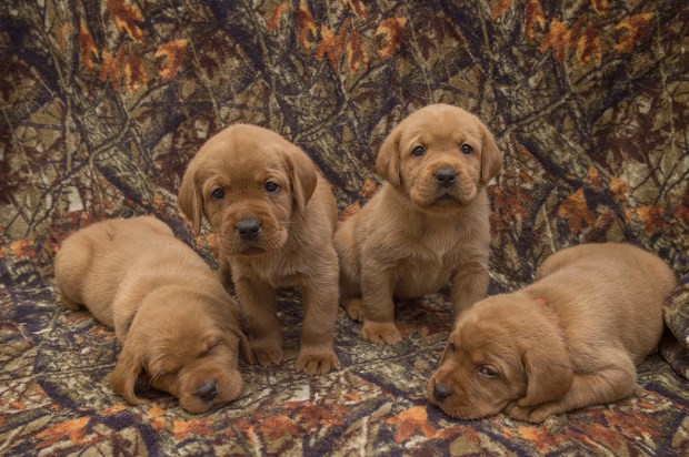 1BBK Fox Red Lab Puppies For Sale TO 4W FM