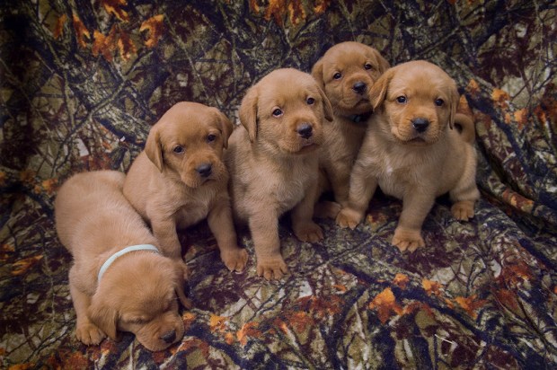 1BBK Fox Red Lab Puppies For Sale TO 4W M