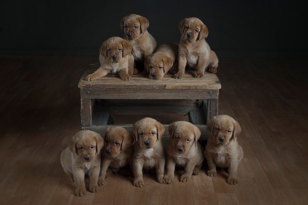 fox red lab puppies for sale wi to 2017-5wk