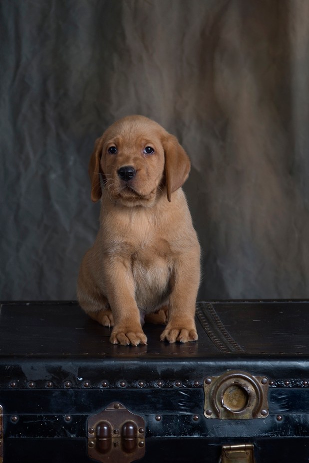 fox red lab puppies for sale wi to 2018-7graywk