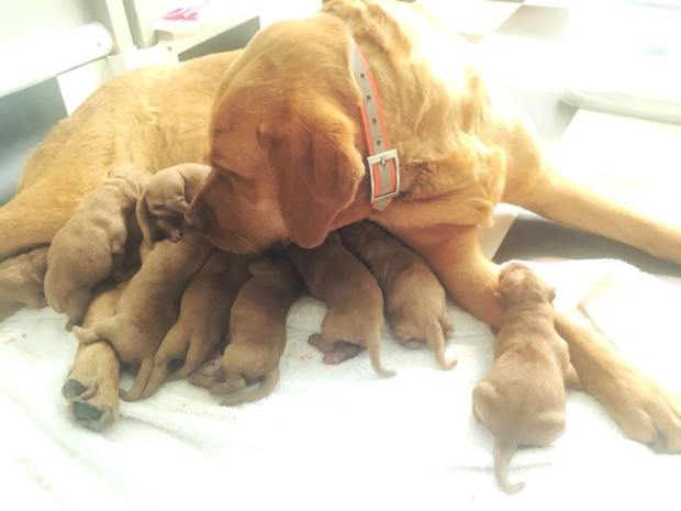 Balsam Branch Kennel Fox Red Lab Puppies TO 2018 3