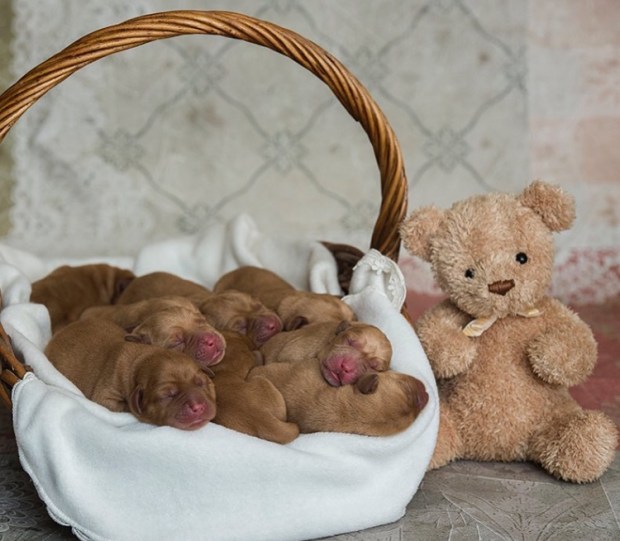 Balsam Branch Kennel Fox Red Lab Puppies TO 2018