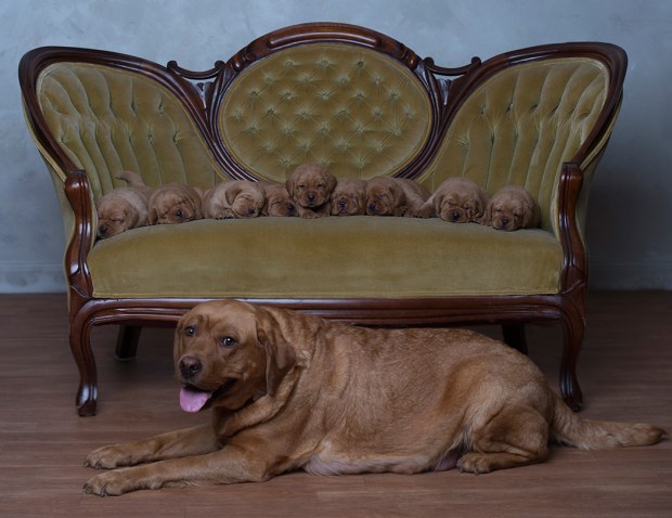 BBK Fox Red Lab Puppies For Sale English3wk