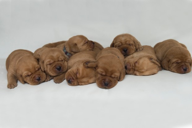 BBK Fox Red Lab Puppies for Sale swk