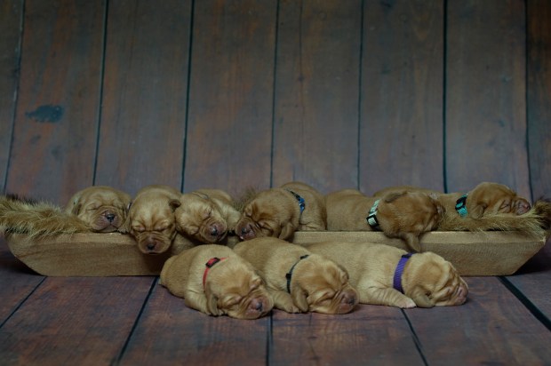 BBK Fox Red Lab Puppies For Sale TO 1wk