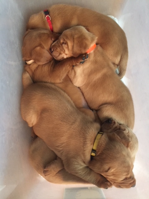 Balsam Branch Kennel Fox Red Lab Puppies For Sale RM 2018