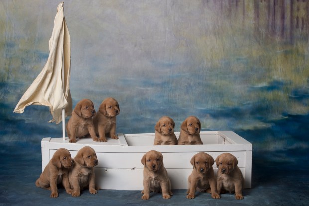 BBK Fox Red Lab Puppies For Sale 5wk
