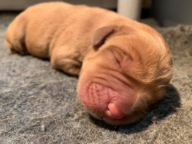 fox red lab puppies balsam branch kennel roxy okie for sale 1