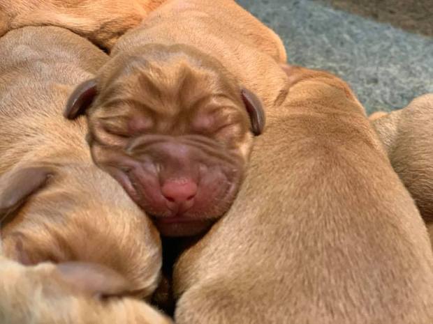 fox red lab puppies balsam branch kennel roxy okie for sale 4