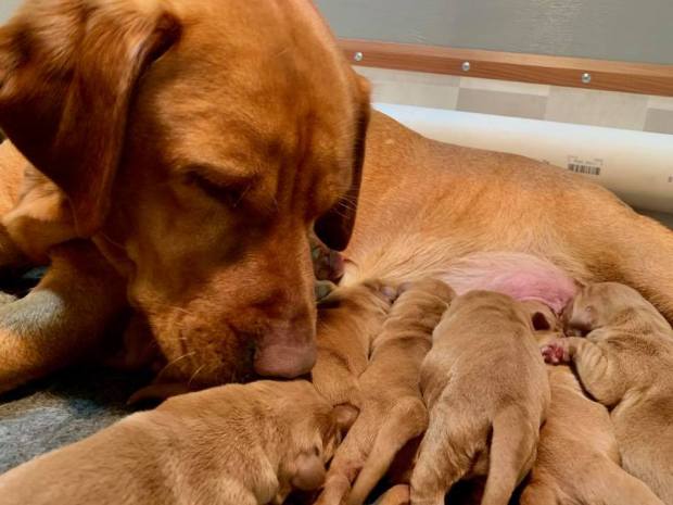 fox red lab puppies balsam branch kennel roxy okie for sale 5