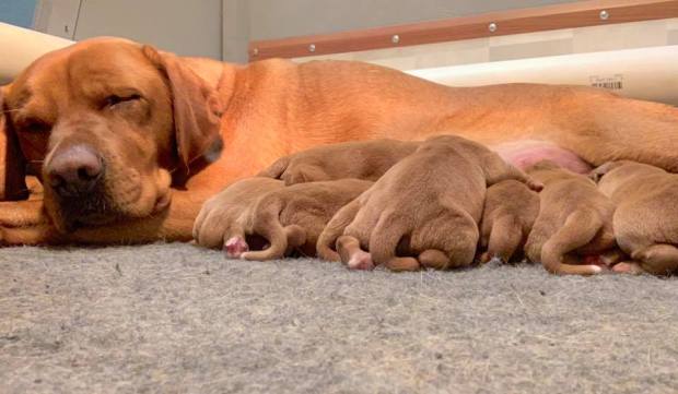 fox red lab puppies balsam branch kennel roxy okie for sale