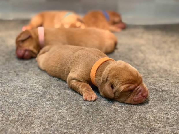 fox red lab puppies balsam branch kennel roxy okie three days old 2
