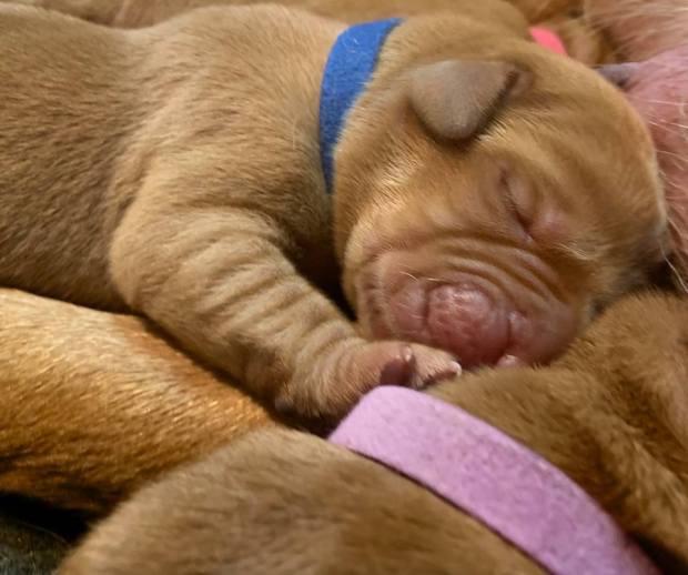 fox red lab puppies balsam branch kennel roxy okie three days old 3