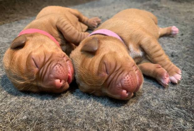 fox red lab puppies balsam branch kennel roxy okie three days old 5