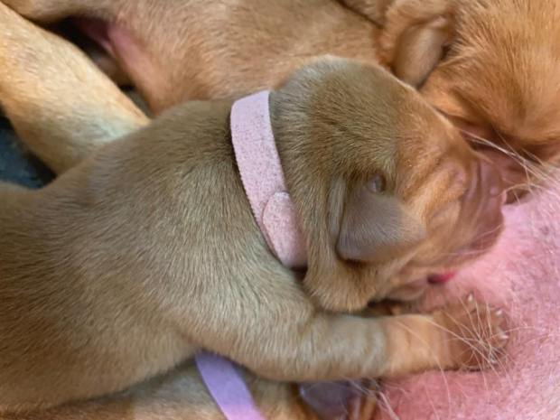 fox red lab puppies balsam branch kennel roxy okie three days old