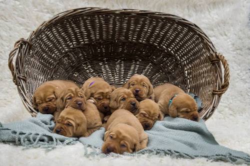 fox red lab puppies for sale balsam branch kennel two weeks old