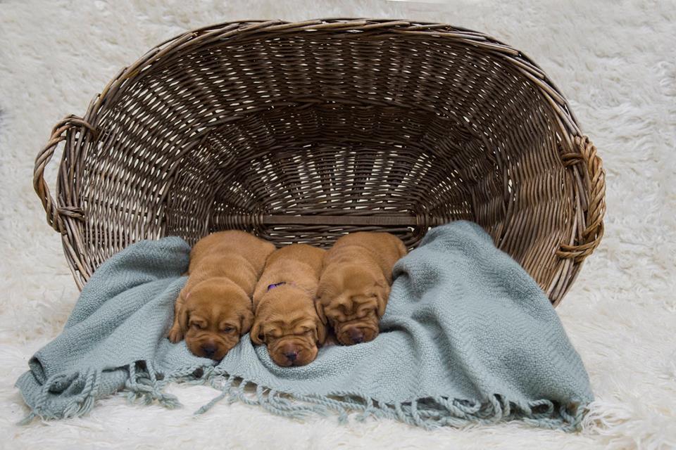 fox red lab puppies for sale balsam branch kennel two weeks old females