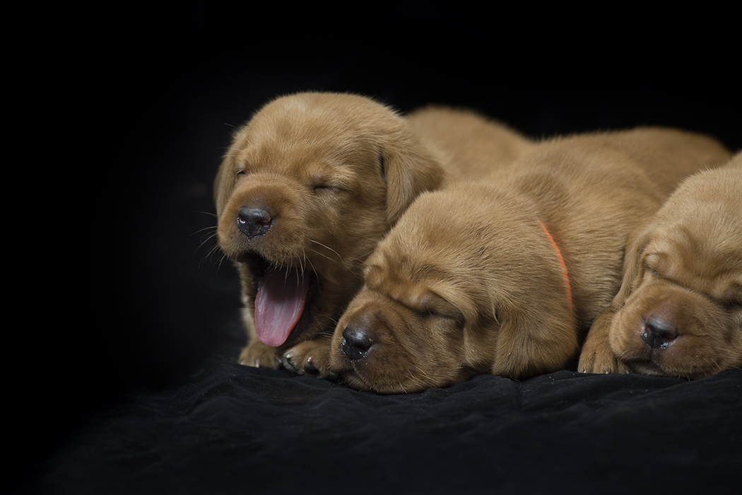 fox red lab puppies for sale roxy okie three weeks old cute puppies balsam branch kennel wisconsin (10)